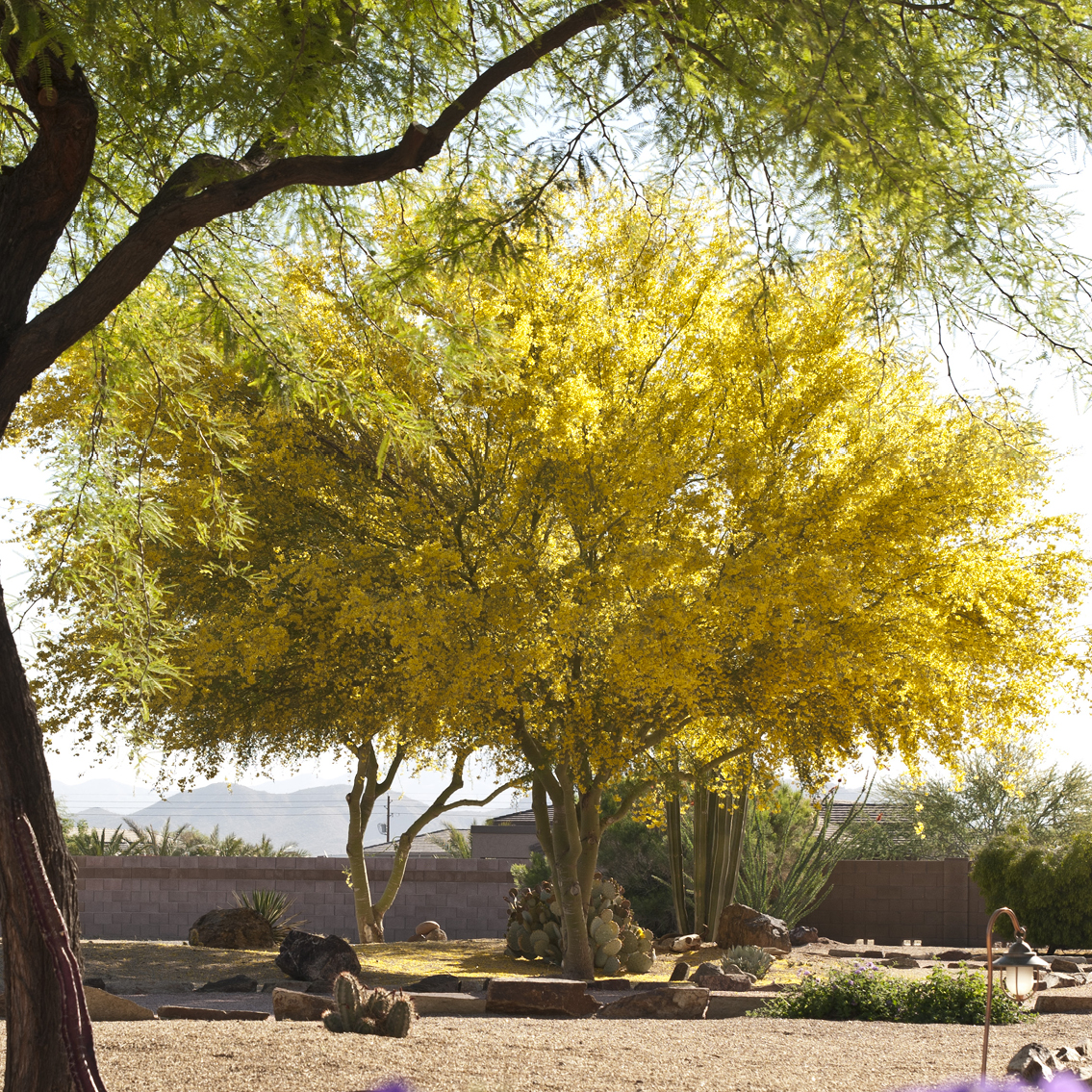 Palo Verde
