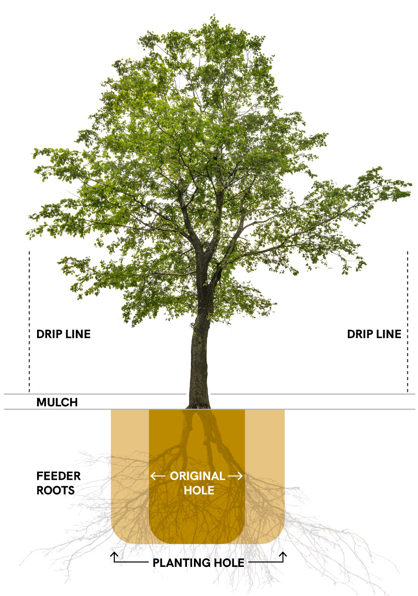 An illustration of how to plant a desert tree.