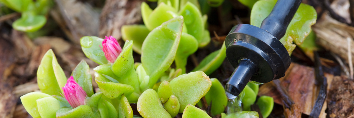 An image of a dripper watering a succulent. 