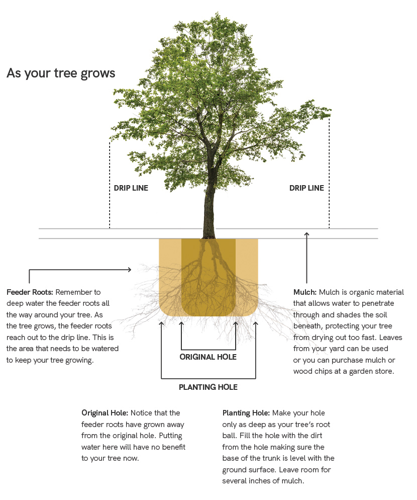 An illustration of how to plant a desert tree. Feeder Roots: Remember to deep water the feeder roots all the way around your tree. As the tree grows, the feeder roots reach out to the drip line. This is the area that needs to be watered to keep your tree growing. Mulch: Mulch is organic material that allows water to penetrate through and shades the soil beneath, protecting your tree from drying out too fast. Leaves from your yard can be used or you can purchase mulch or wood chips at a garden store.  Original Hole: Notice that the feeder roots have grown away from the original hole. Putting water here will have no benefit  to your tree now. Planting Hole: Make your hole only as deep as your tree’s root ball. Fill the hole with the dirt from the hole making sure the base of the trunk is level with the ground surface. Leave room for several inches of mulch.
