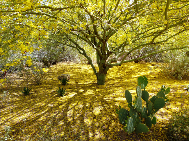 A palo verde tree provides shade for a yard