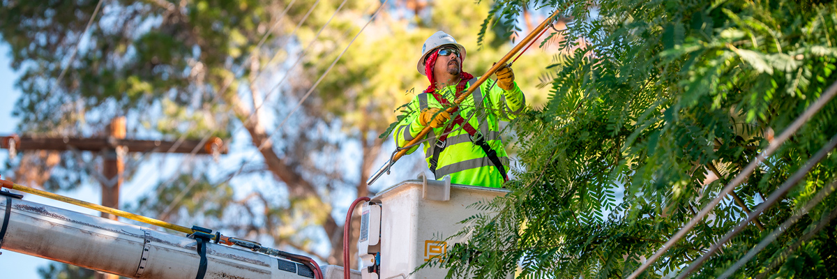 Tree Trimming