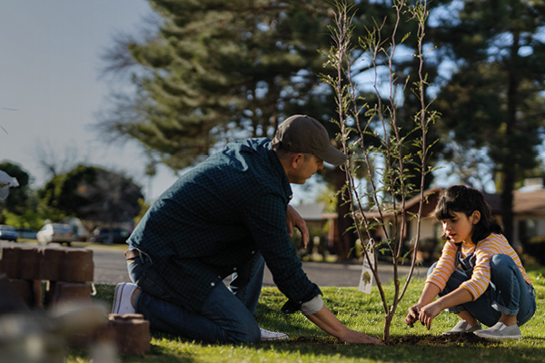 Easy, breezy, free shade trees. Get yours.