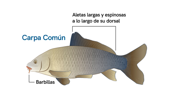 Carpa Común