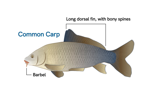 Common Carp