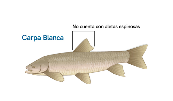 Carpa Blanca