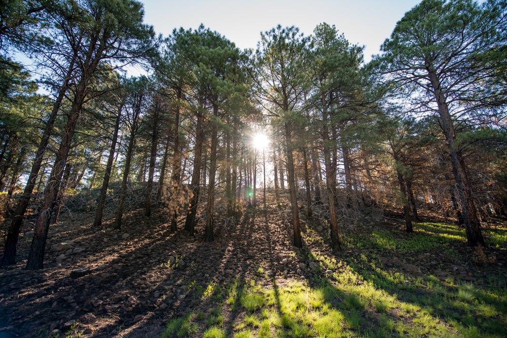 Una imagen de un bosque saludable