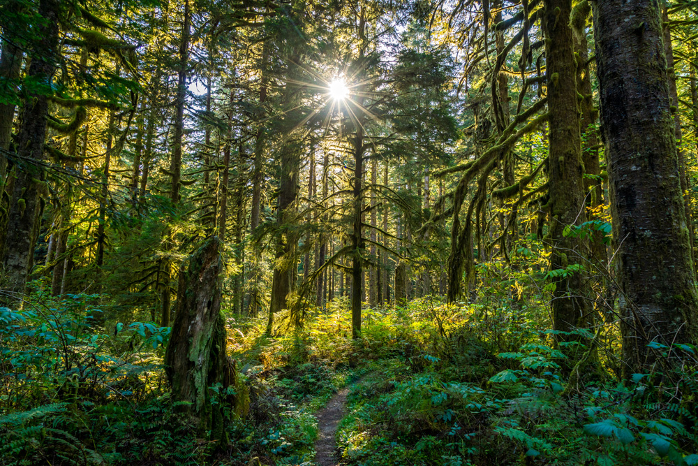 Una imagen de un bosque cubierto